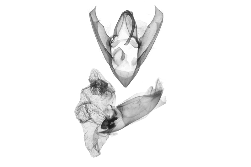 Sinarella meifengensis Male